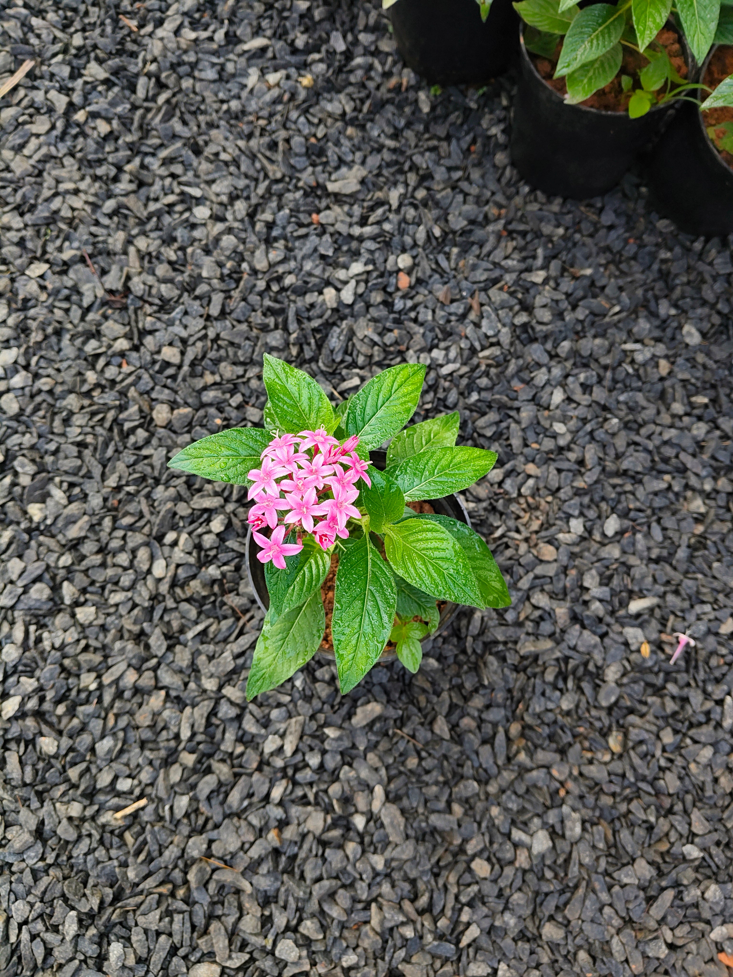 6 Colorful Pentas Plants Combo