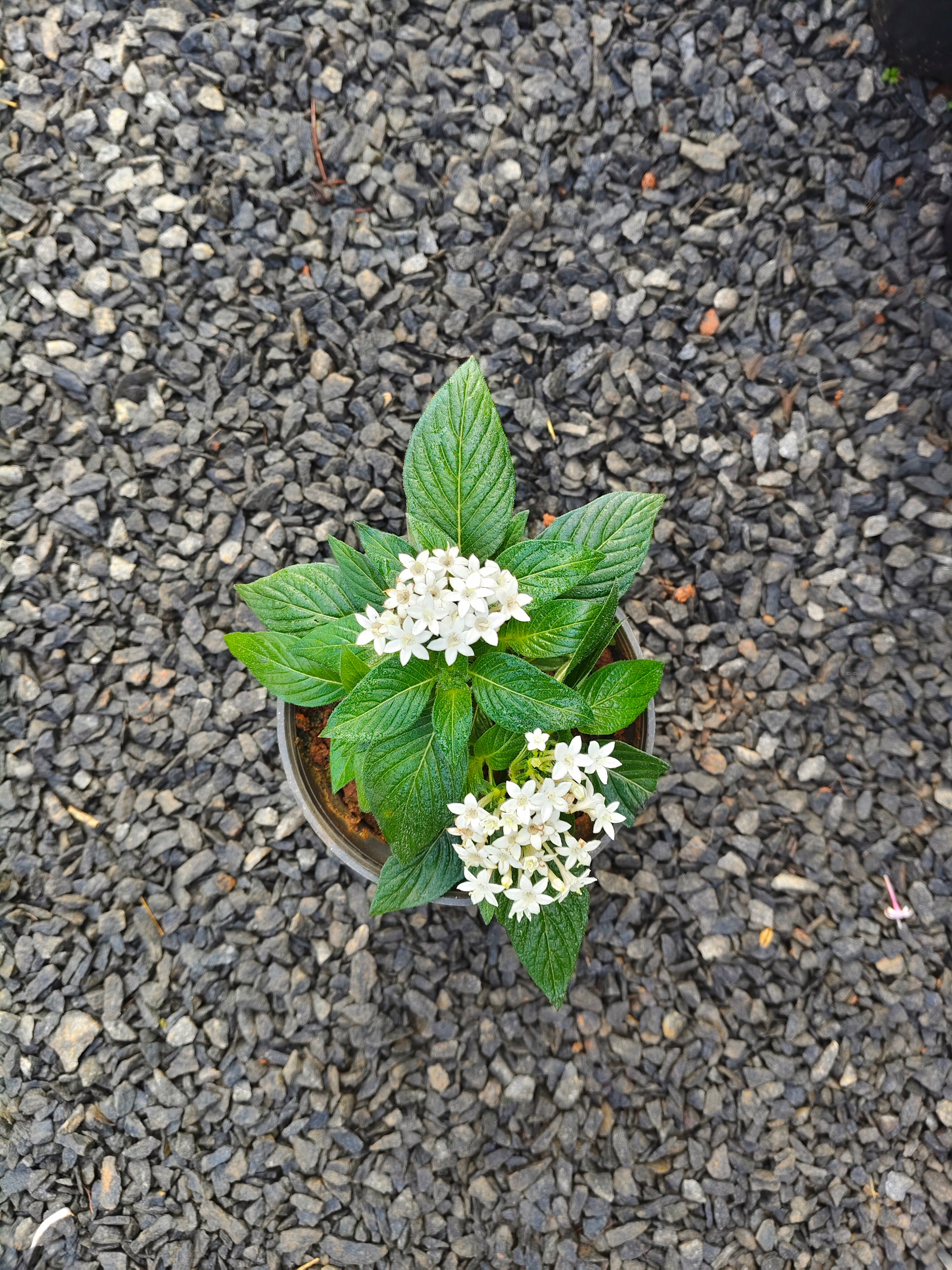 6 Colorful Pentas Plants Combo