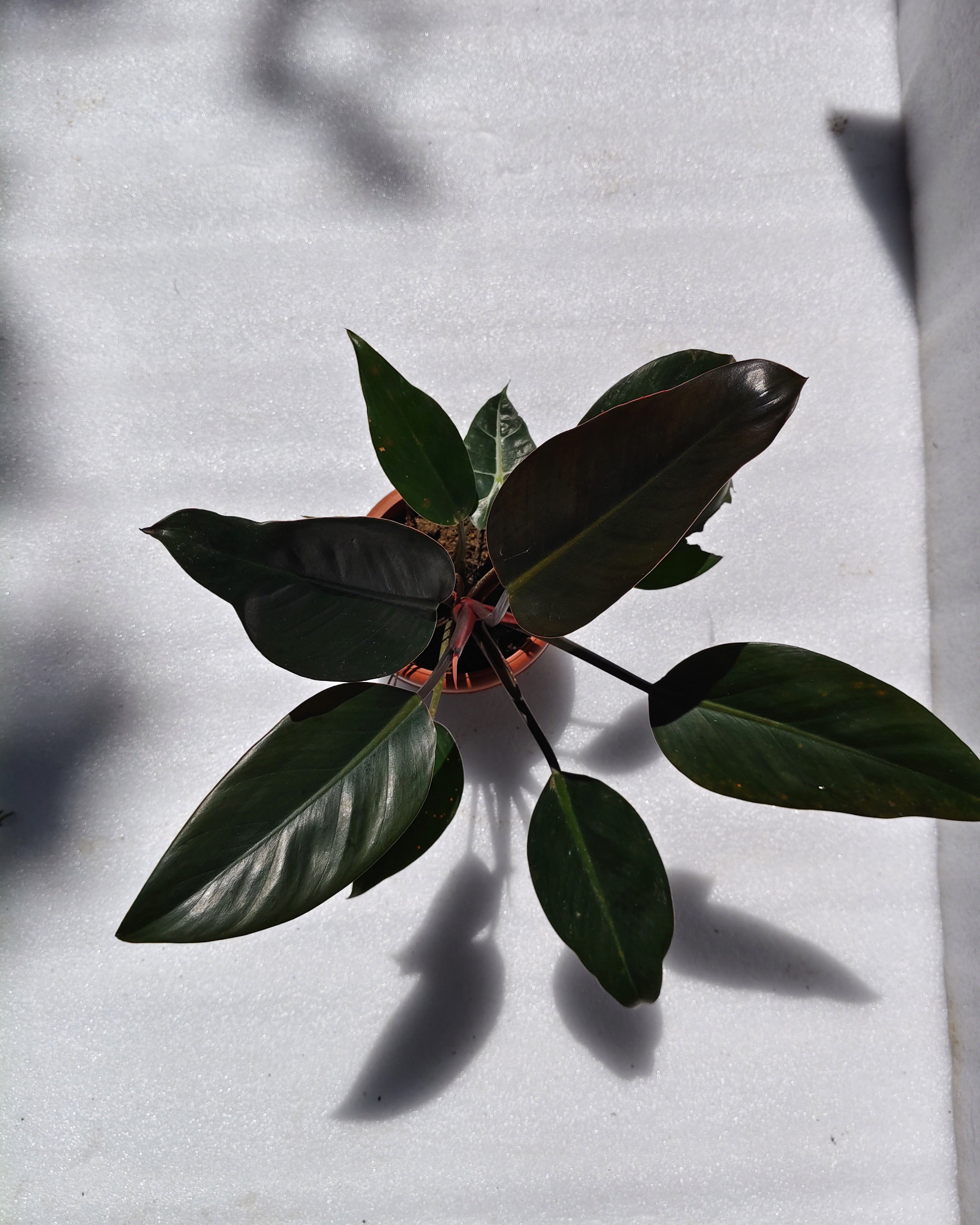 Philodendron Rojo Congo