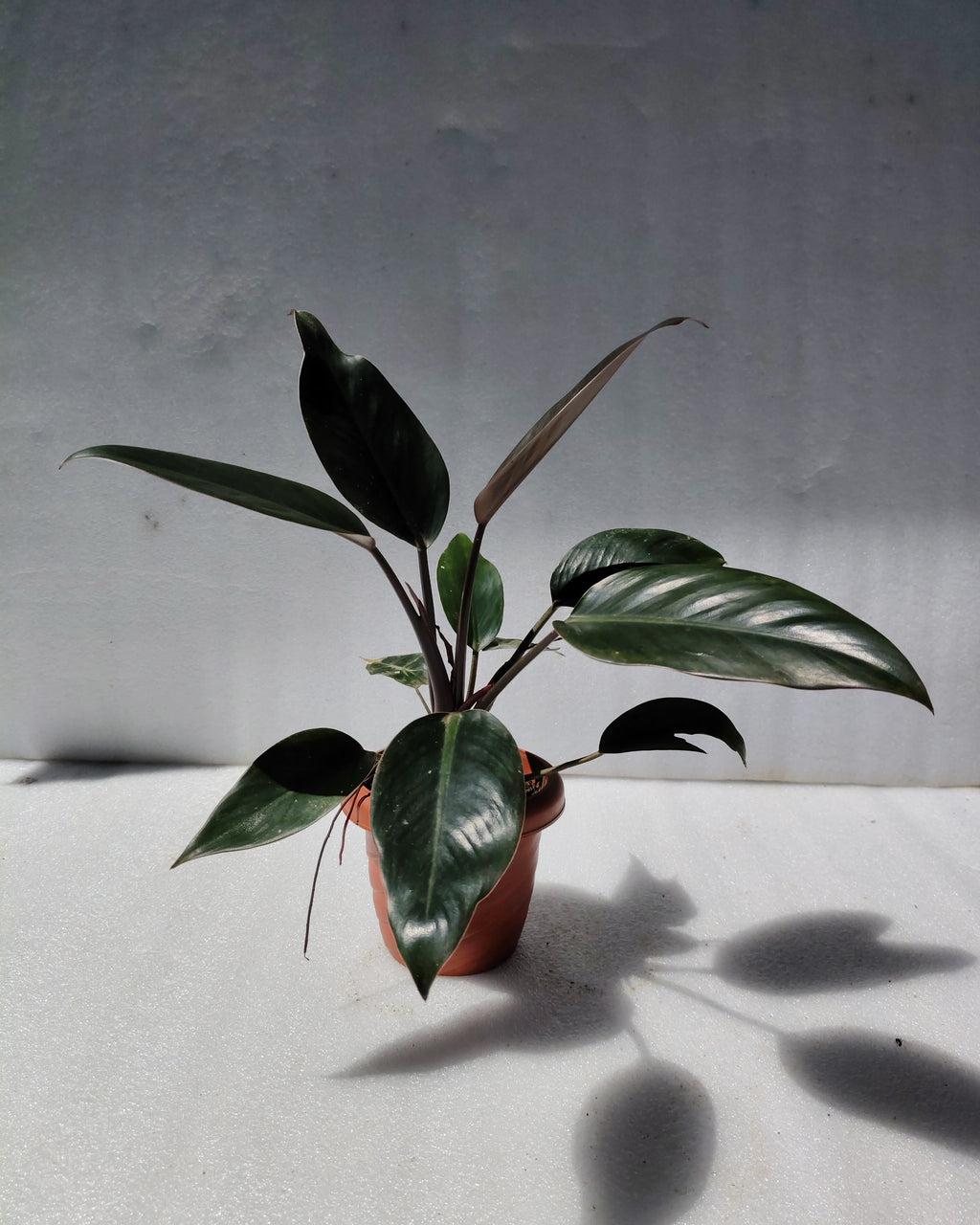 Philodendron Rojo Congo