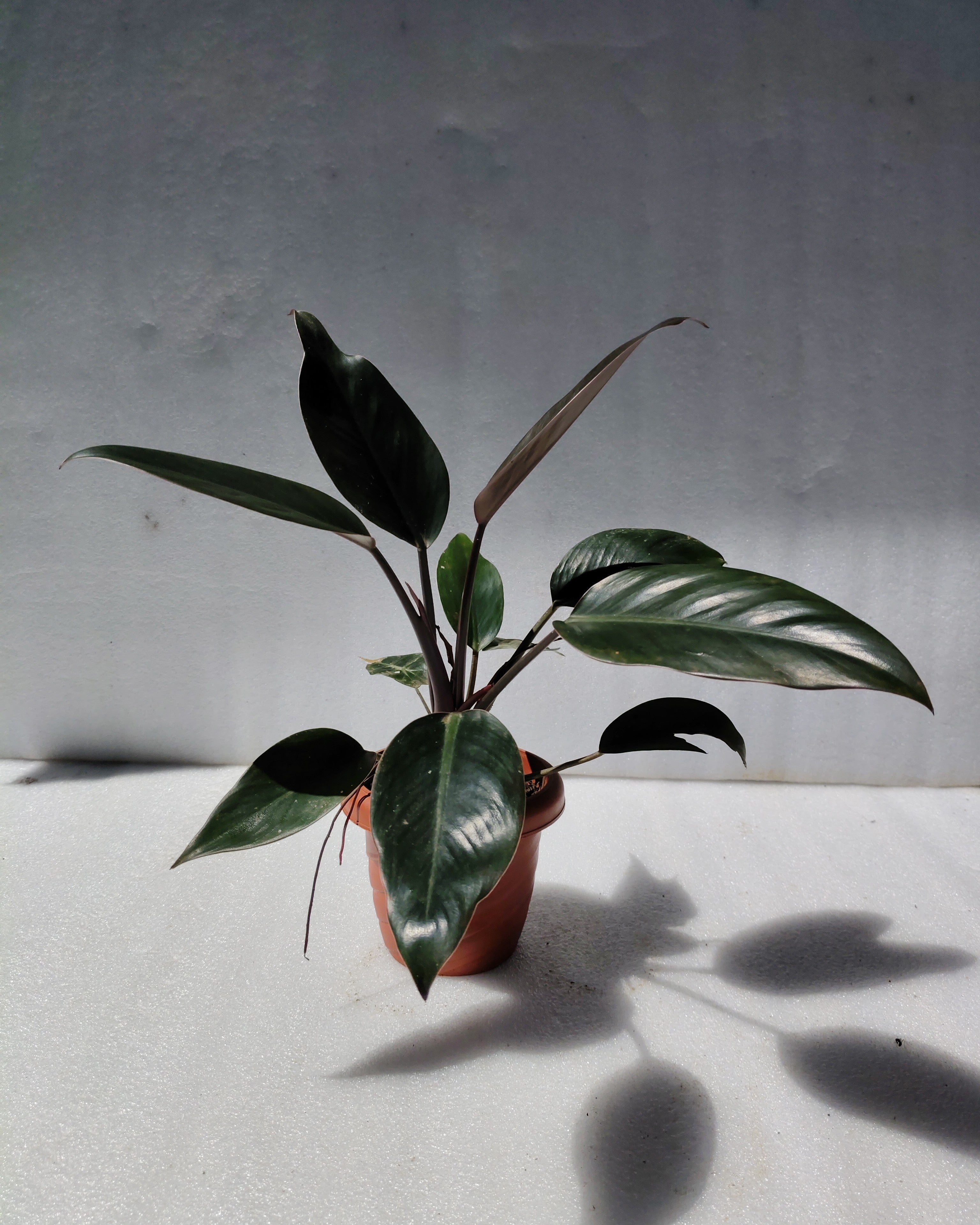 Philodendron Rojo Congo