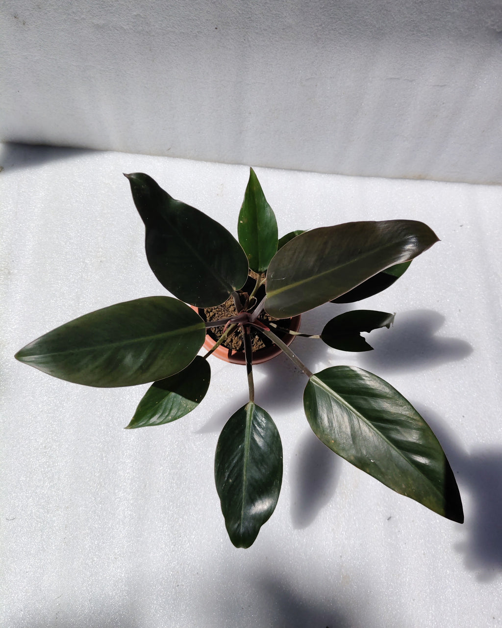 Philodendron Rojo Congo