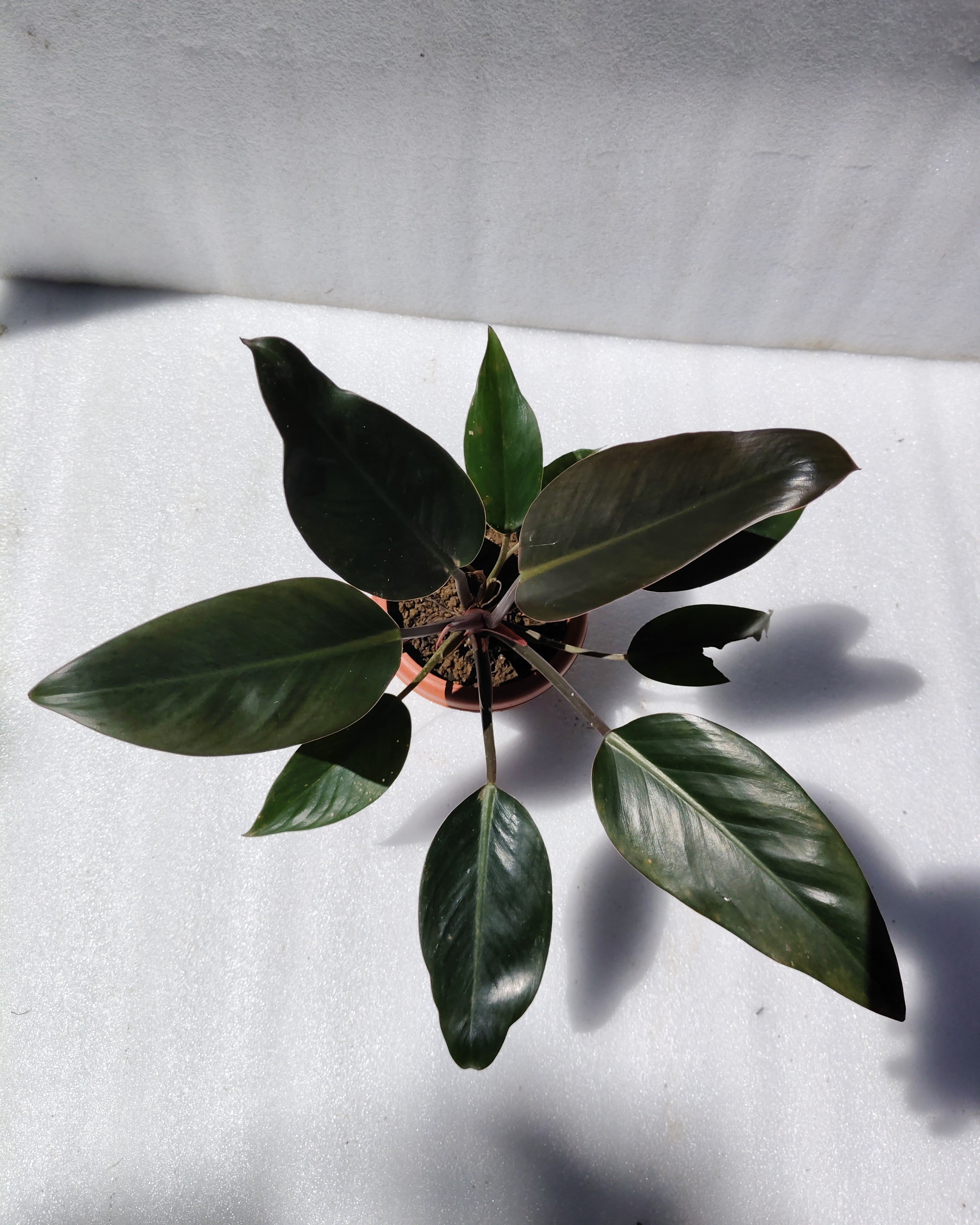 Philodendron Rojo Congo