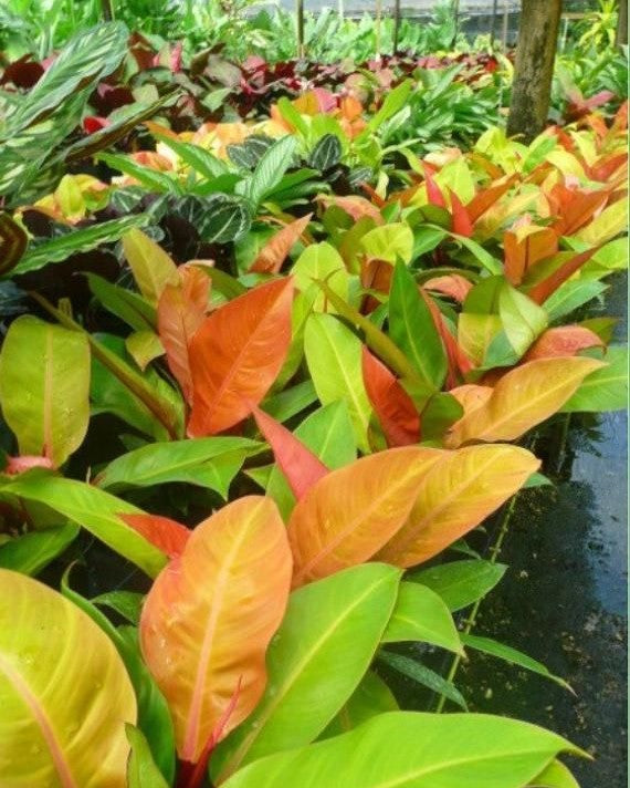 Philodendron Prince Of Orange