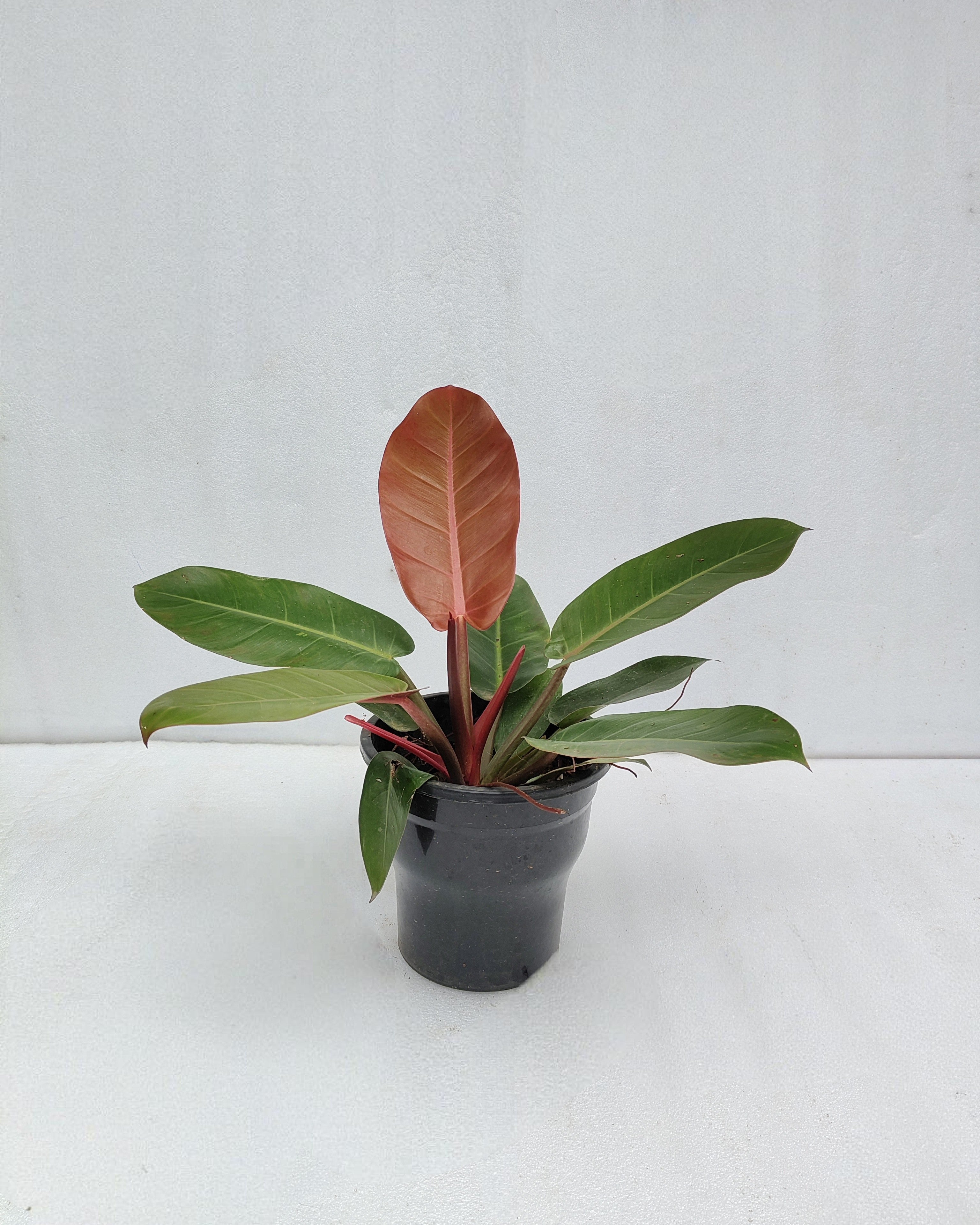 Philodendron Prince Of Orange