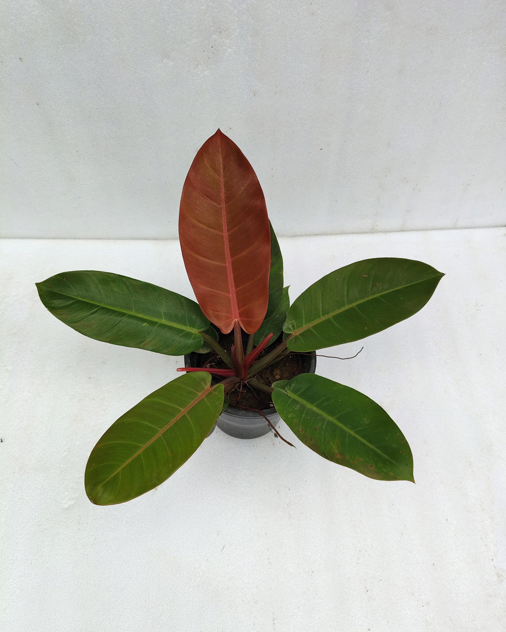 Philodendron Prince Of Orange