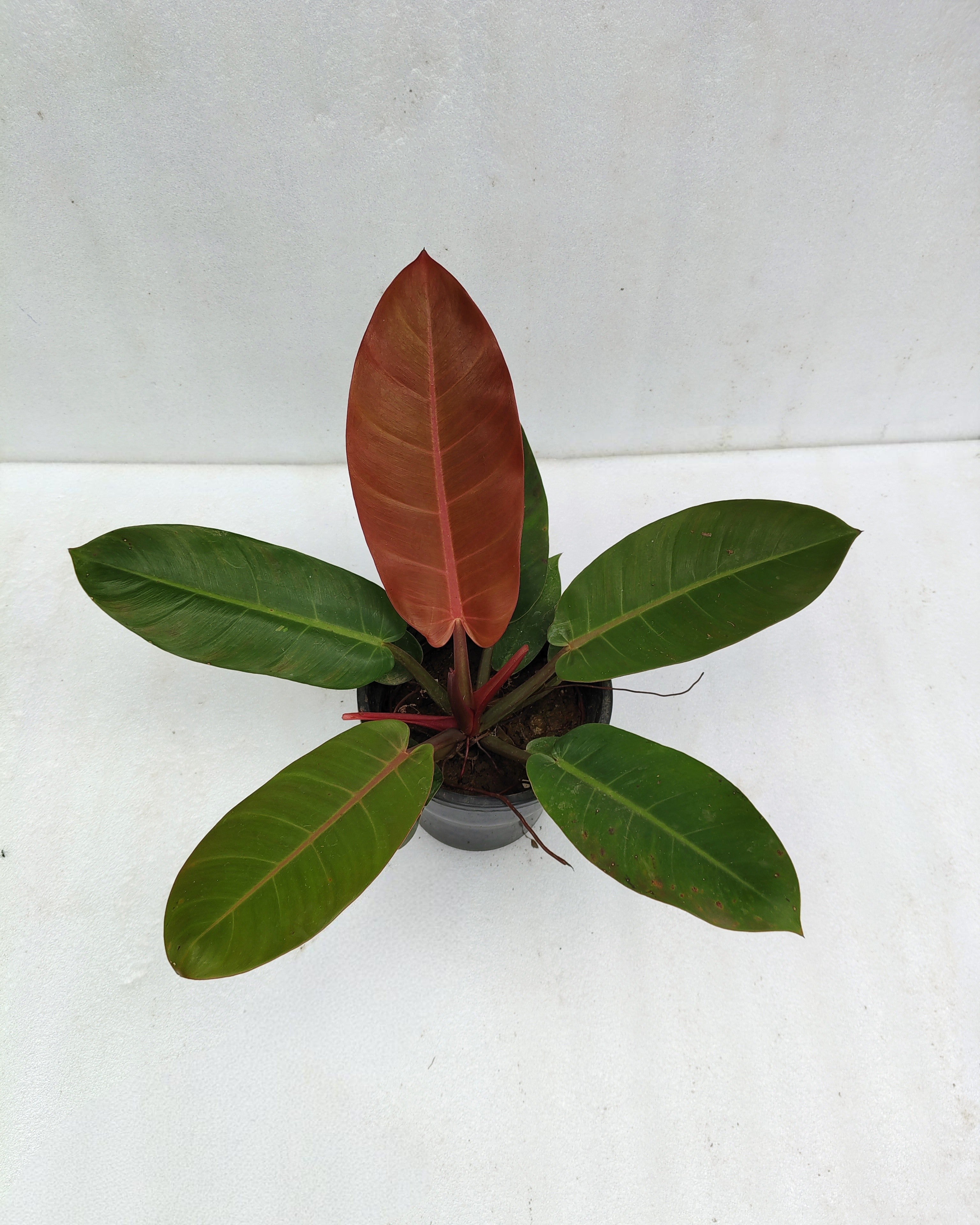 Philodendron Prince Of Orange