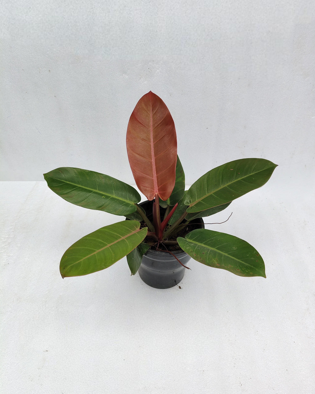 Philodendron Prince Of Orange