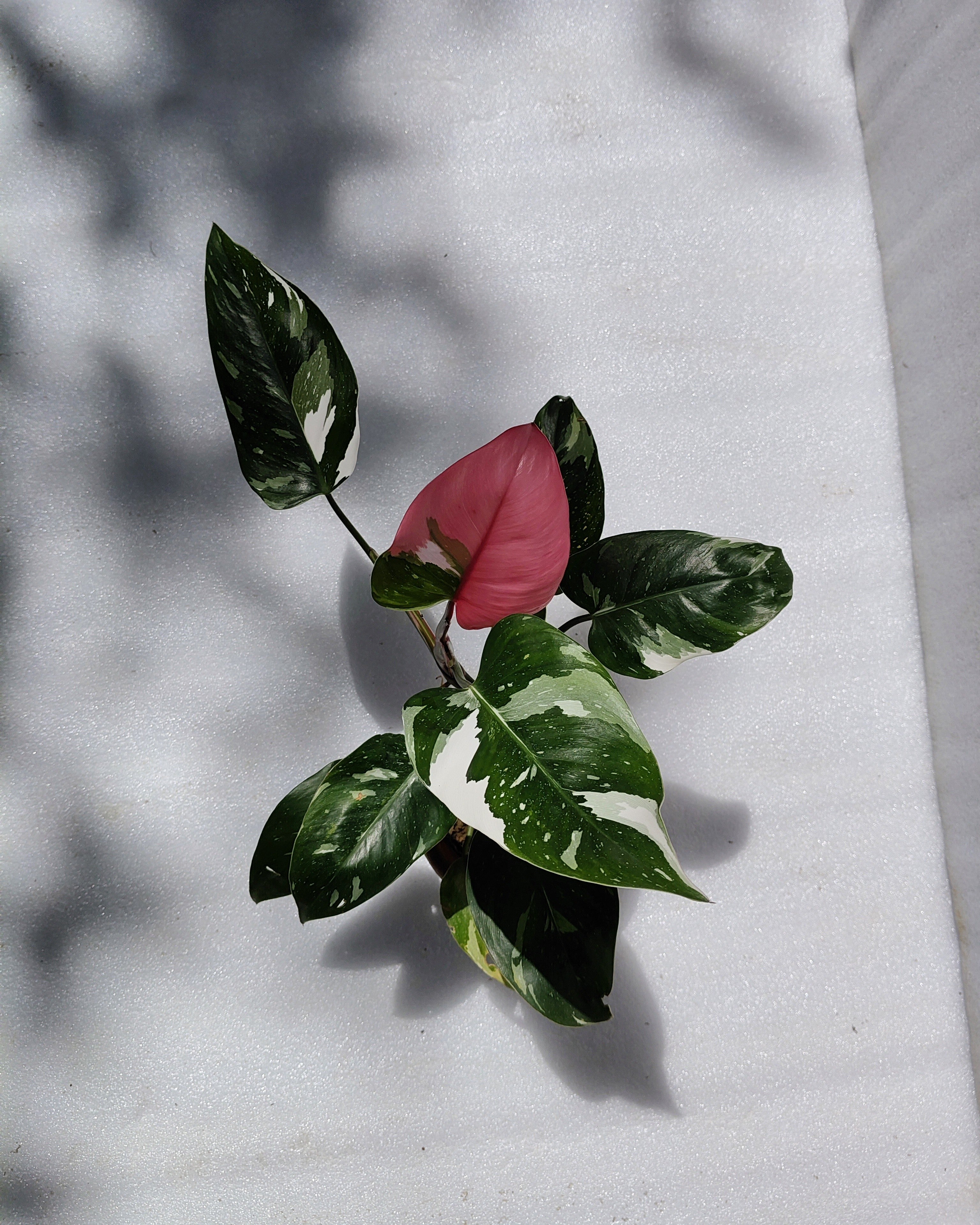 Philodendron White Princess With Pink