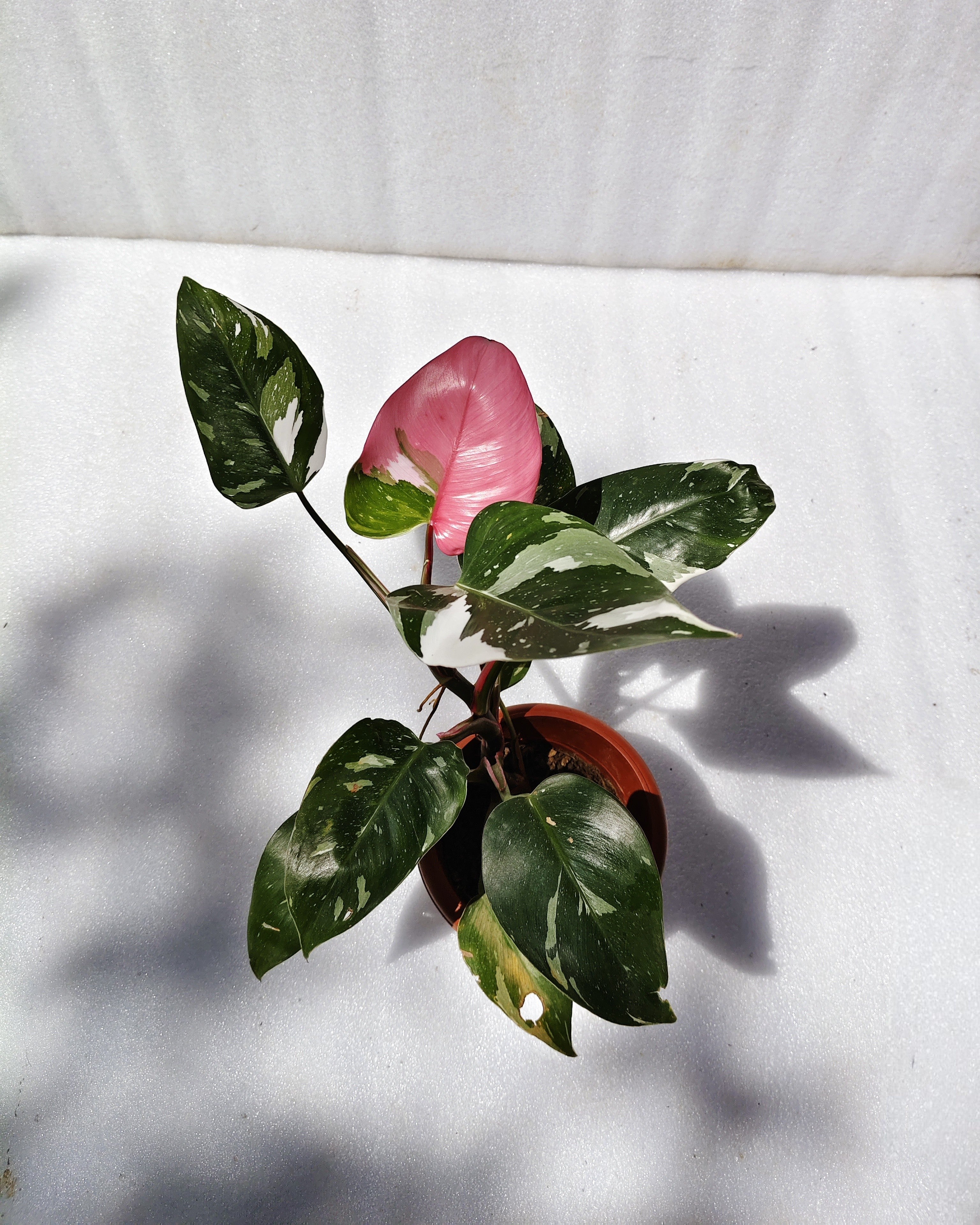 Philodendron White Princess With Pink