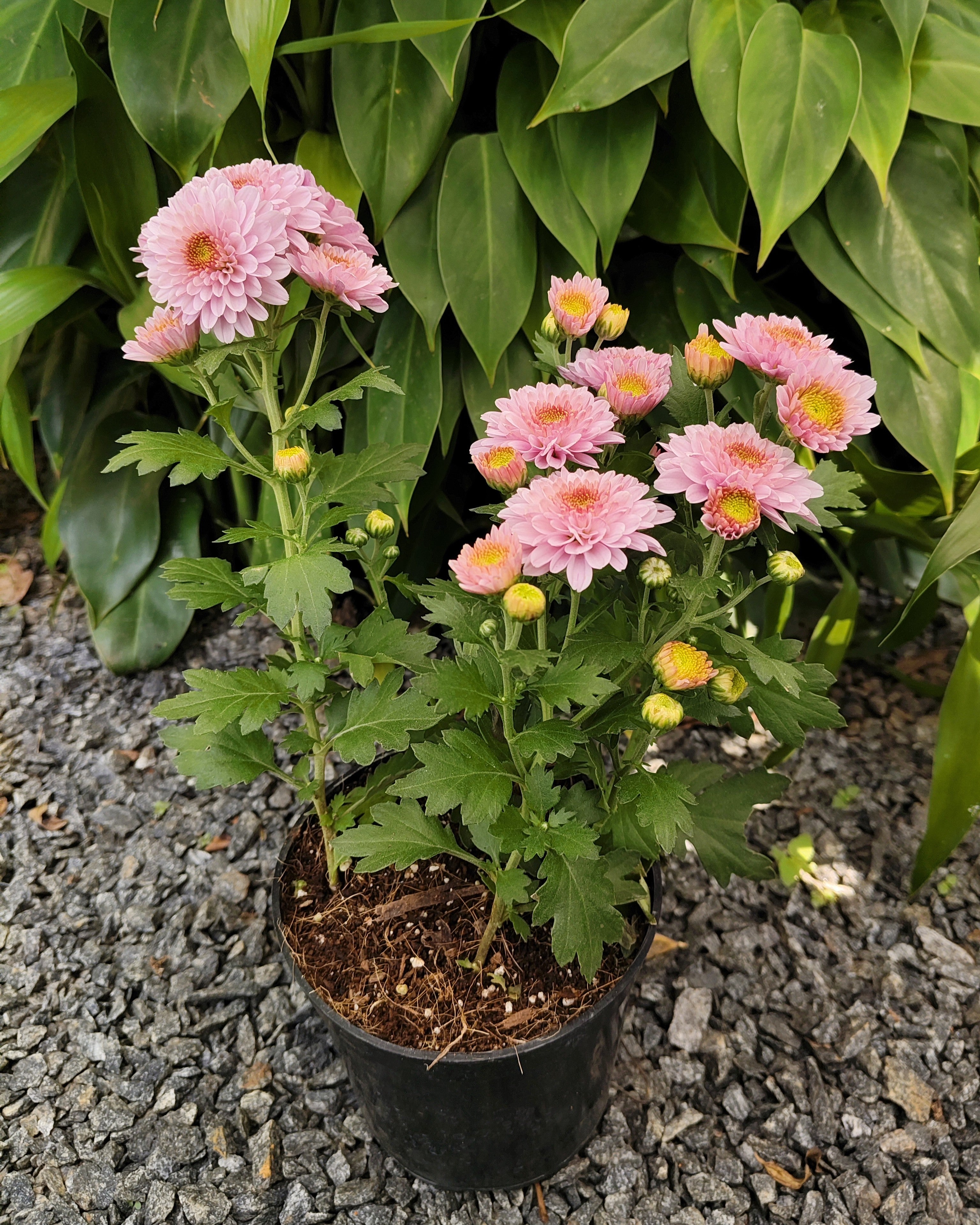 Chrysanthemum | Jamanthi Pink