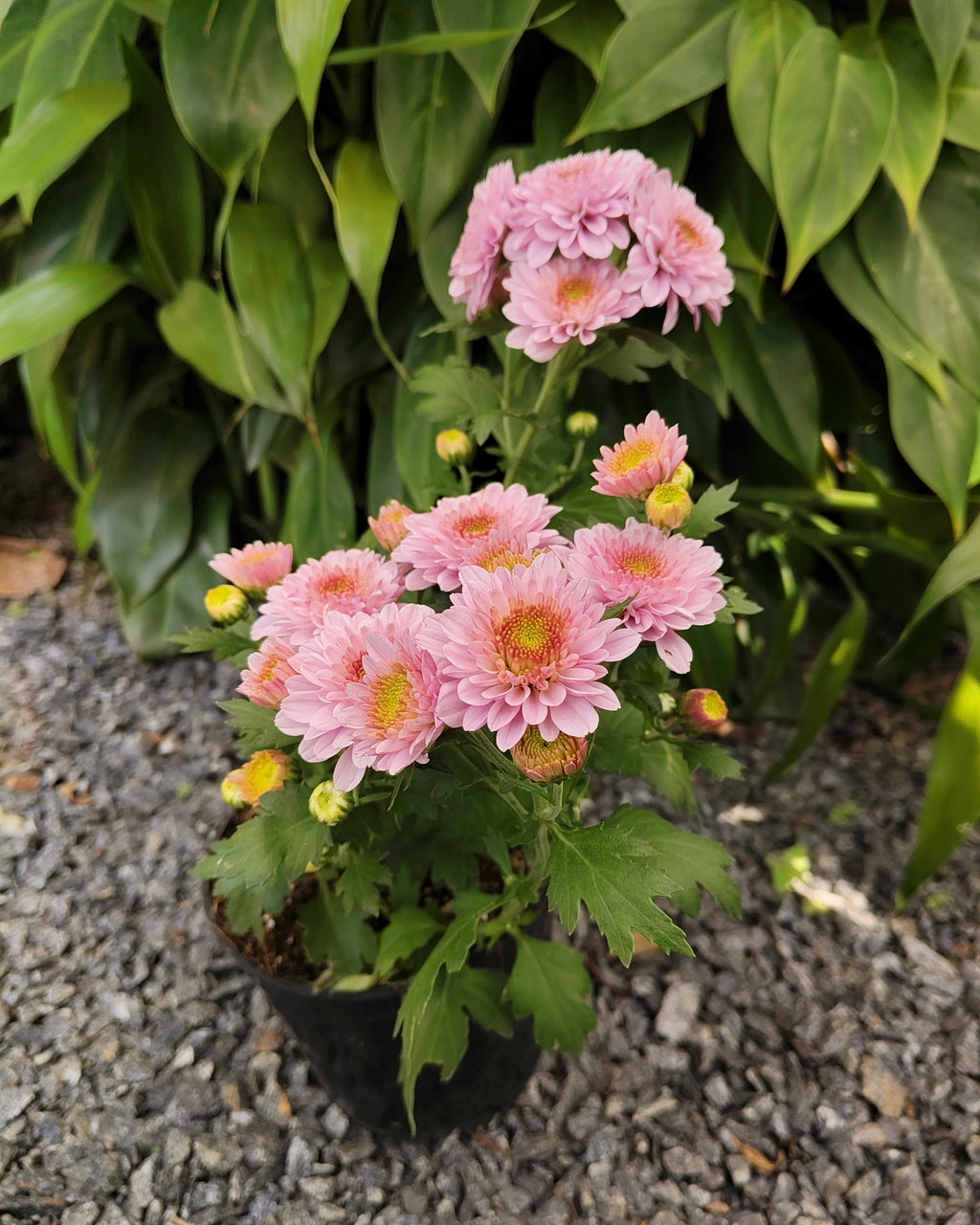 Chrysanthemum | Jamanthi Pink