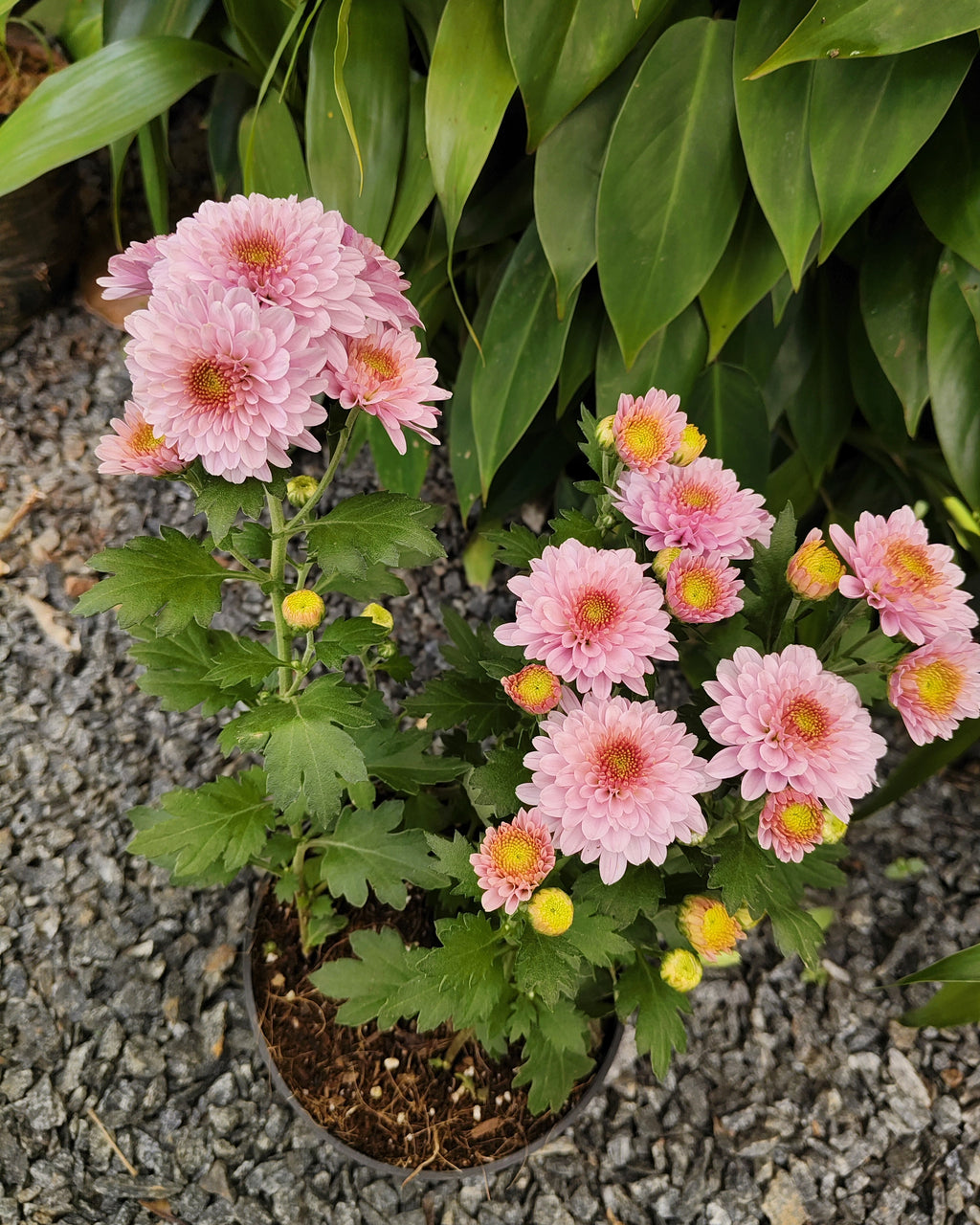 Chrysanthemum | Jamanthi Pink