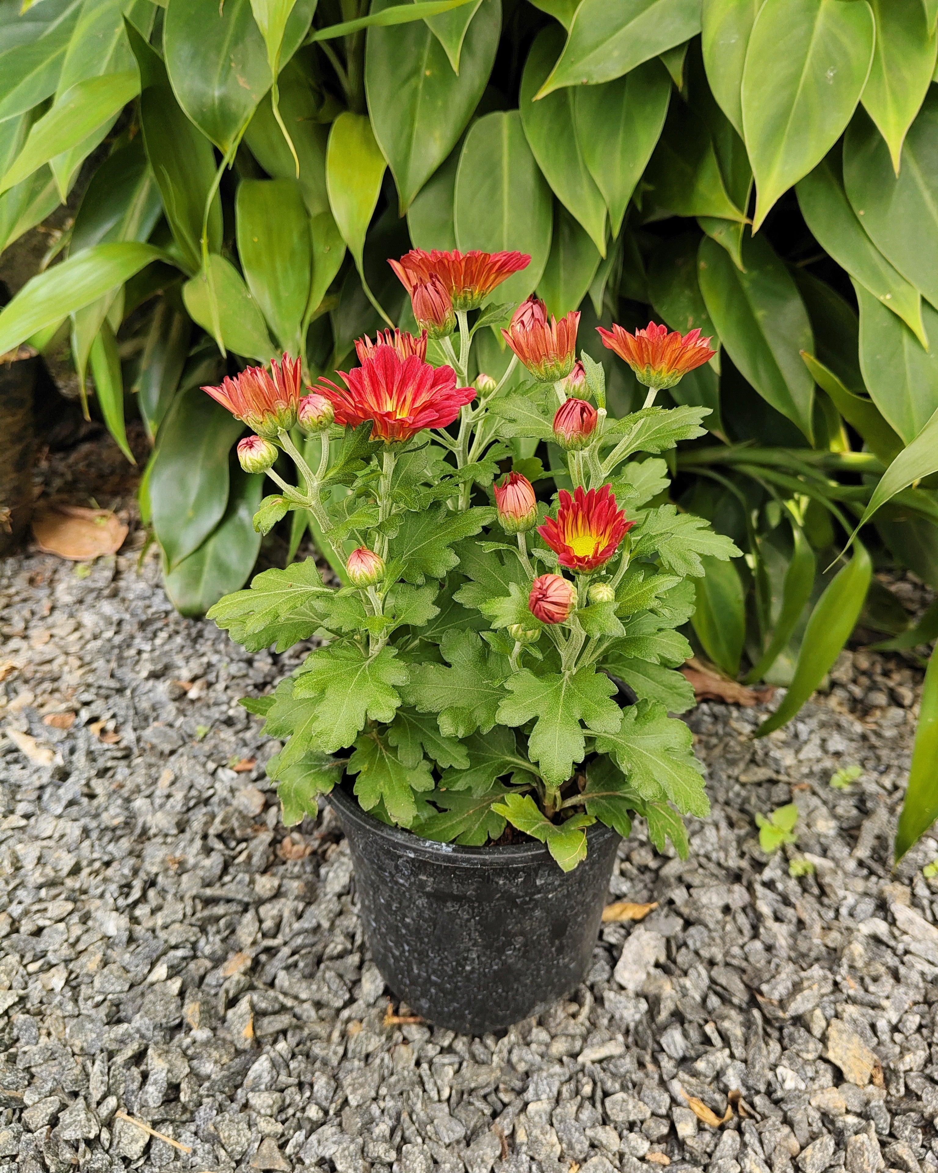 Chrysanthemum |Jamanthi Red