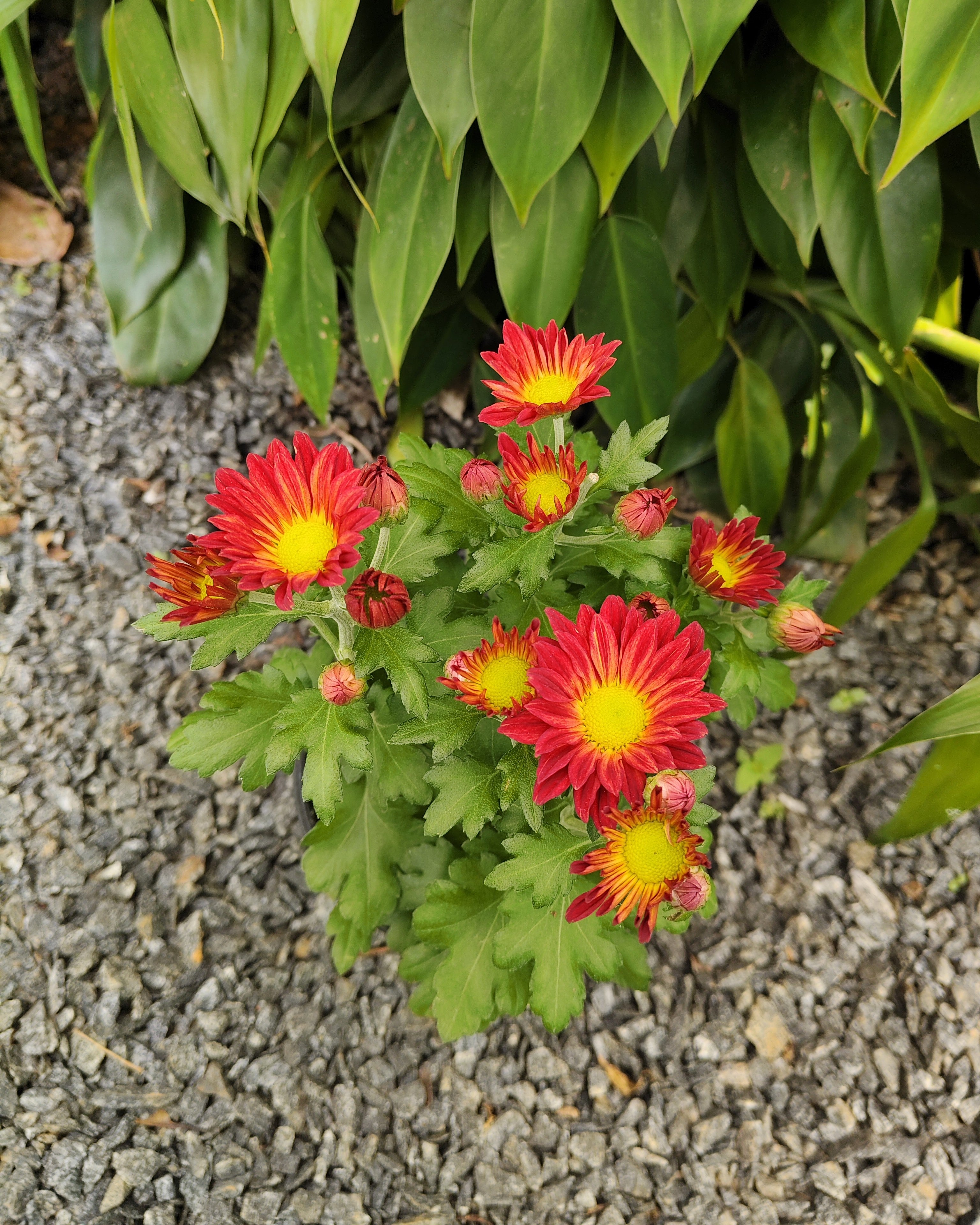Chrysanthemum |Jamanthi Red