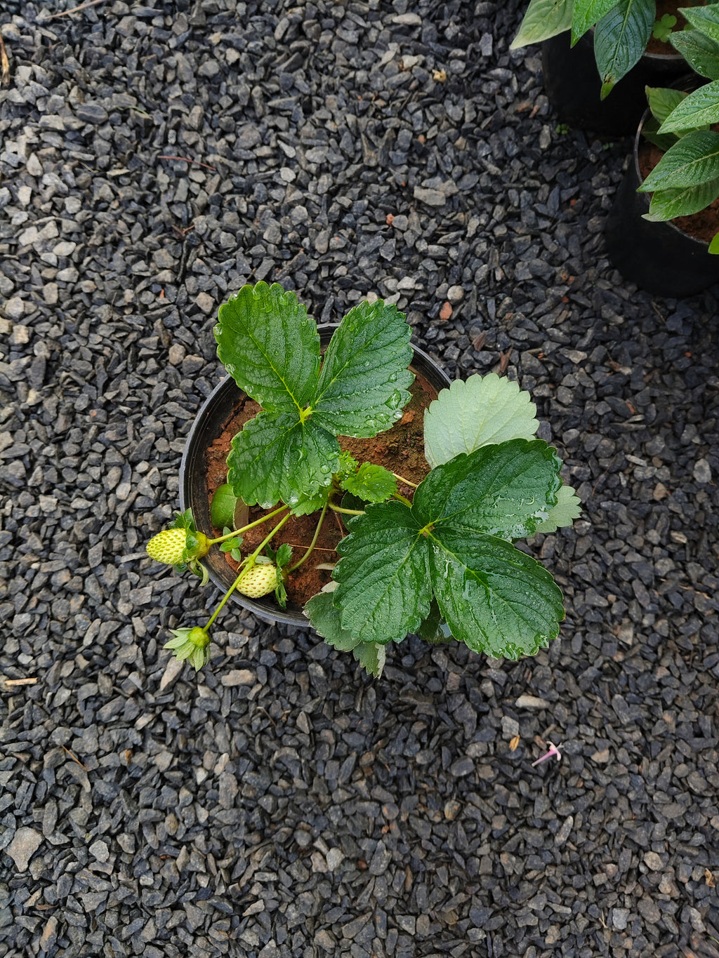 Strawberry Plant