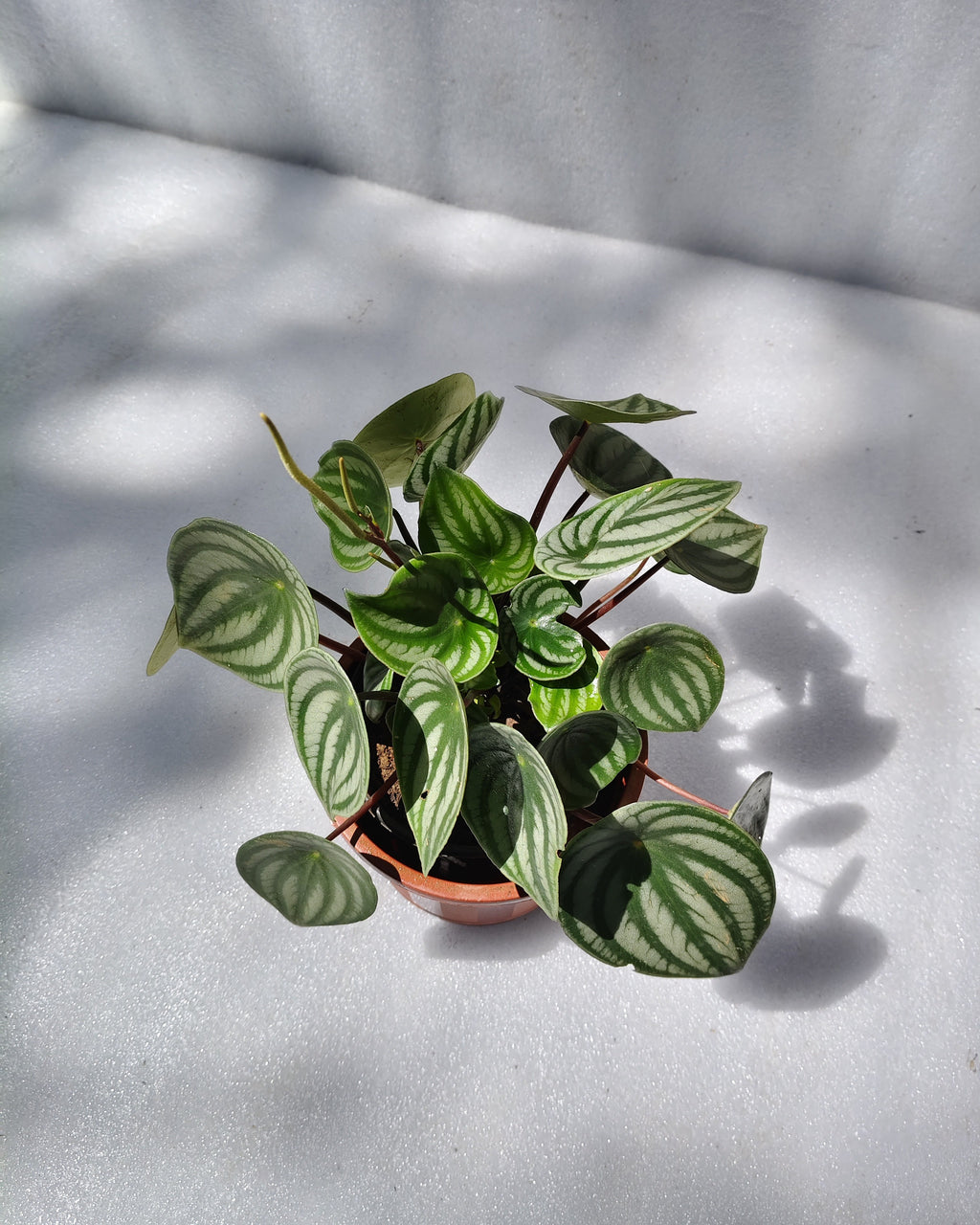 Watermelon Peperomia