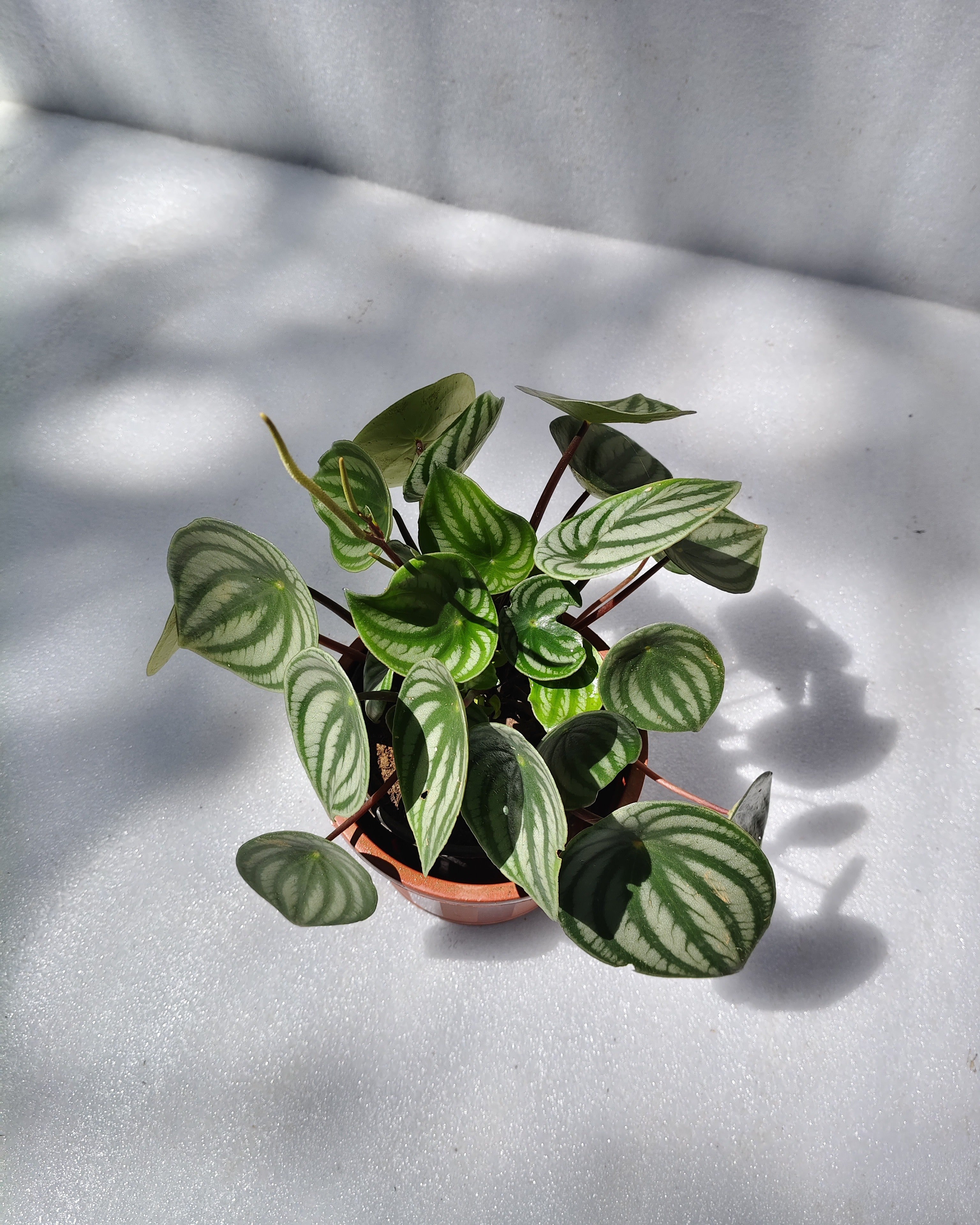 Watermelon Peperomia