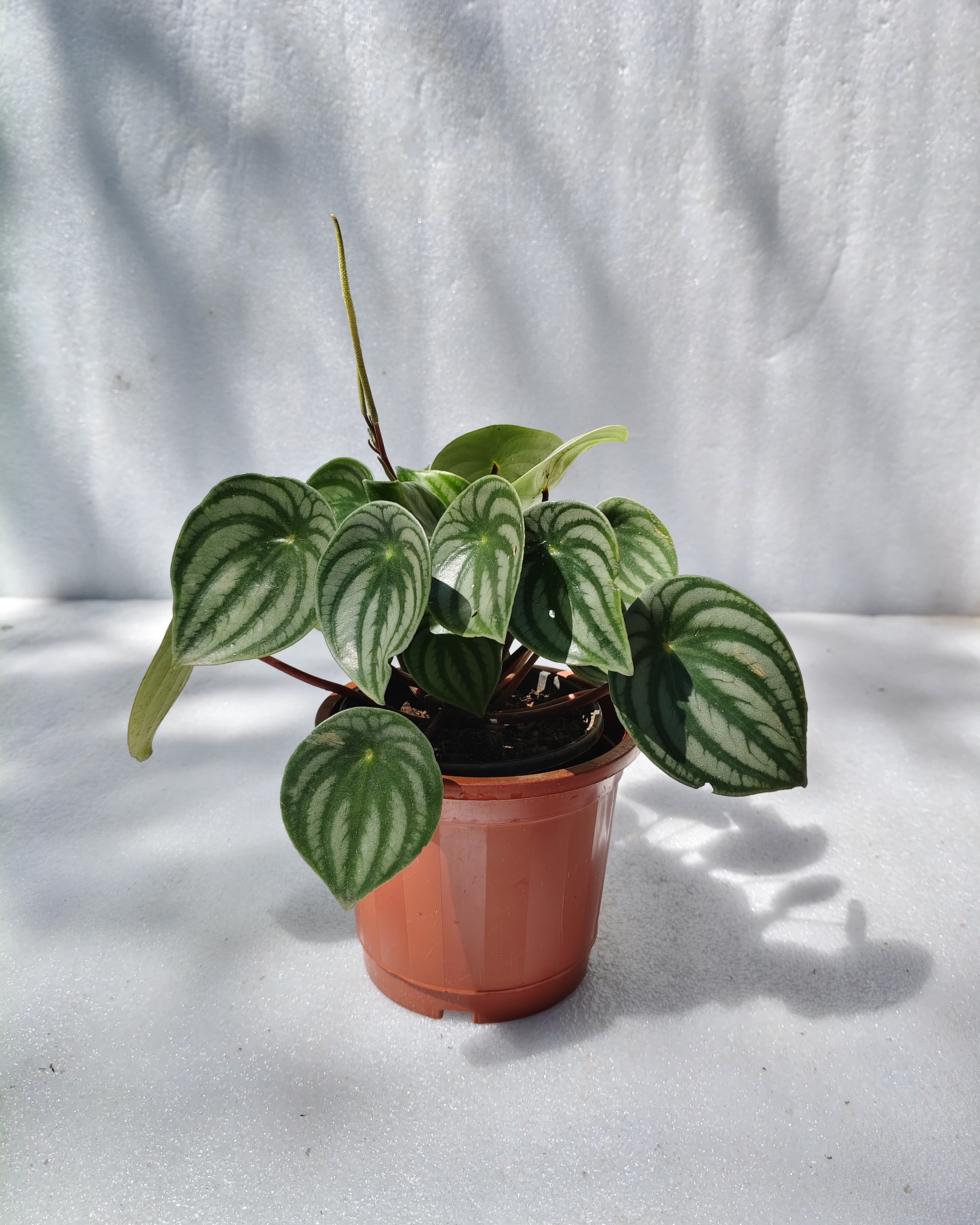 Watermelon Peperomia