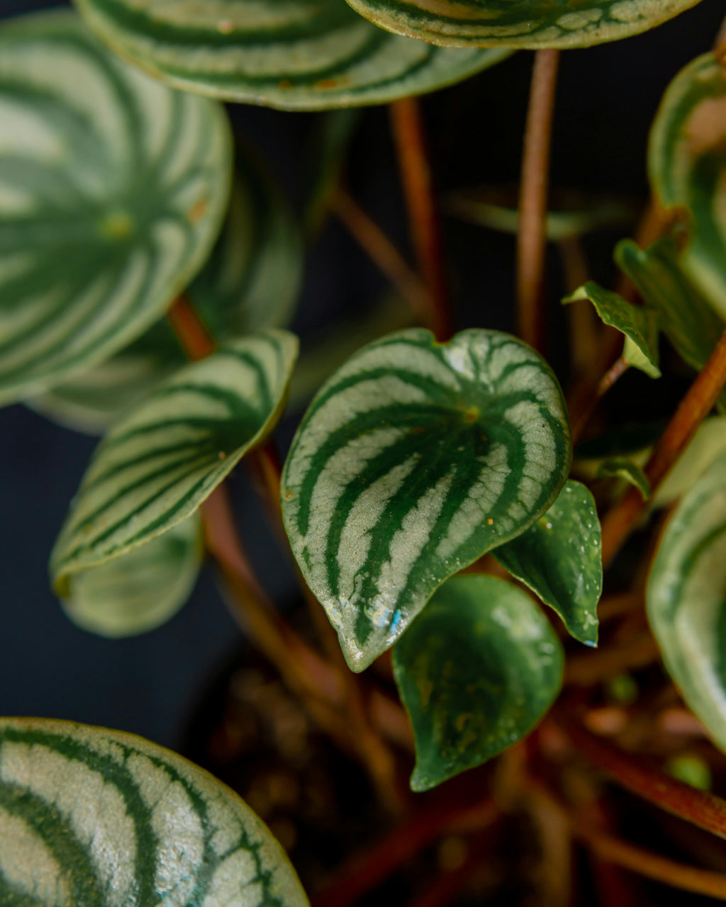 Watermelon Peperomia