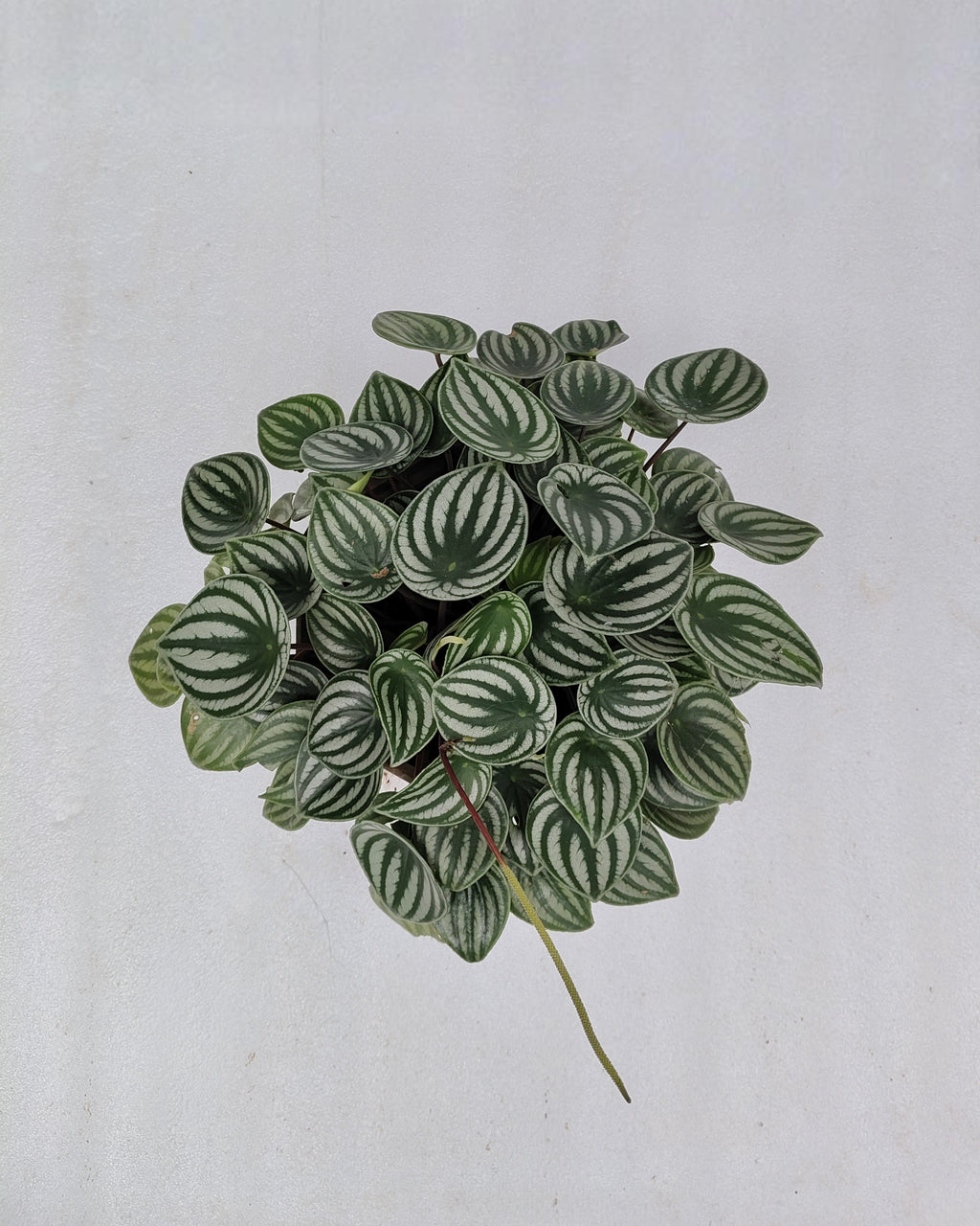 Watermelon Peperomia