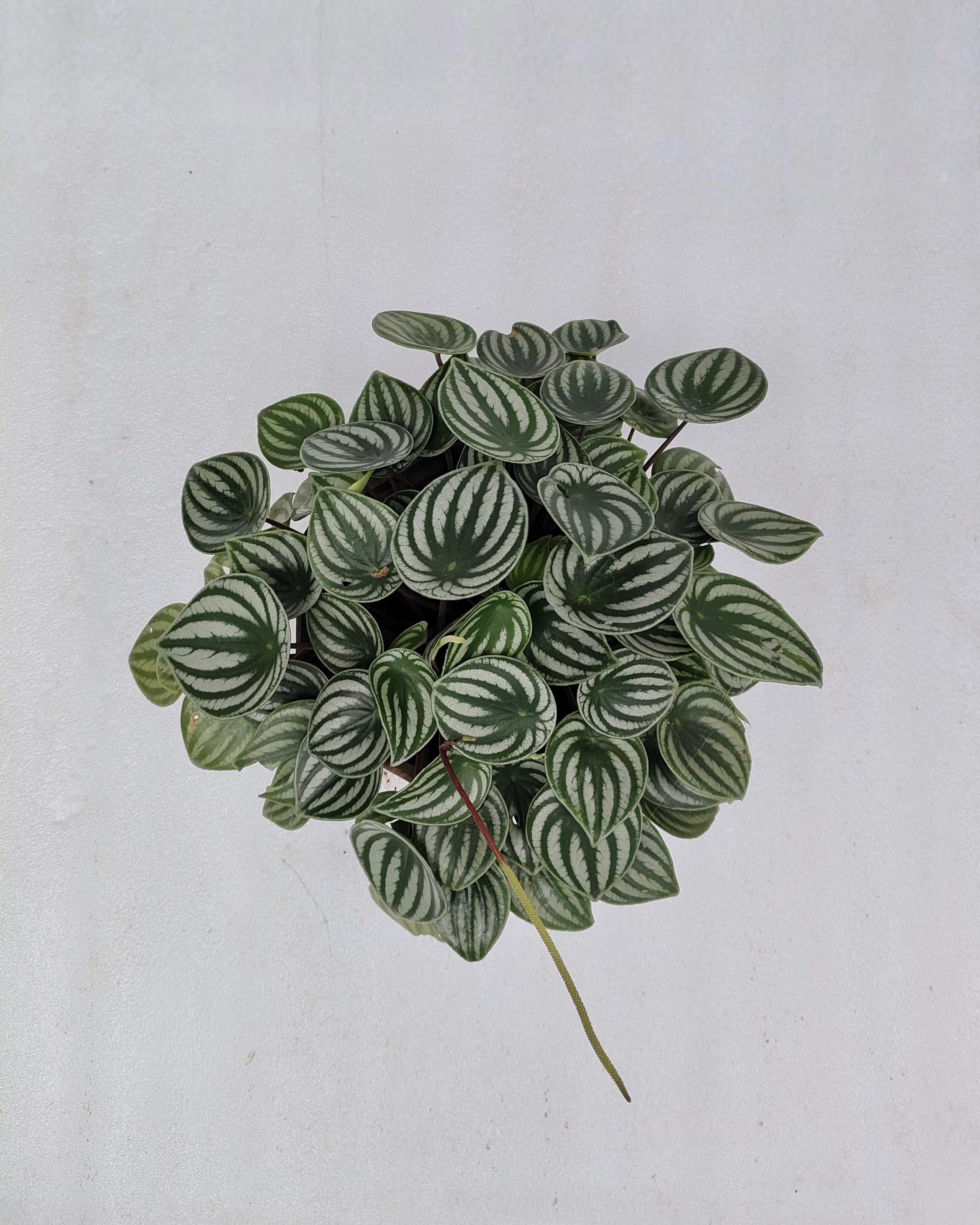 Watermelon Peperomia