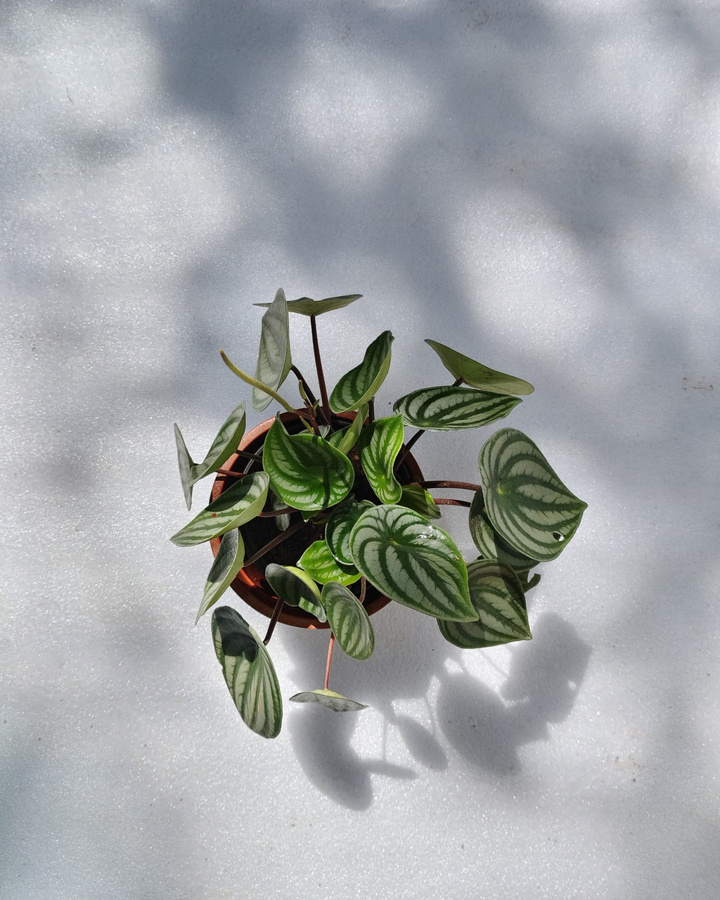 Watermelon Peperomia