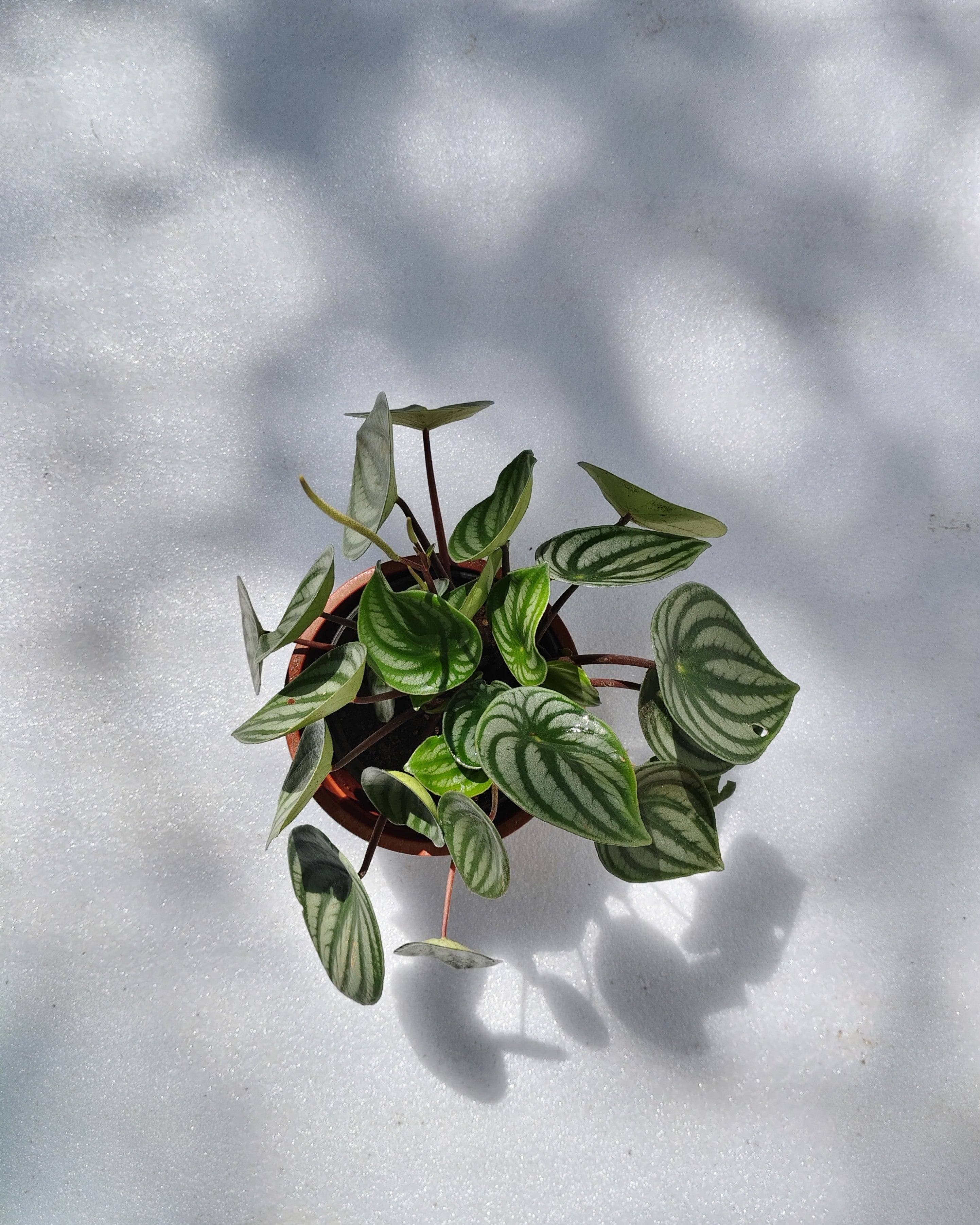 Watermelon Peperomia