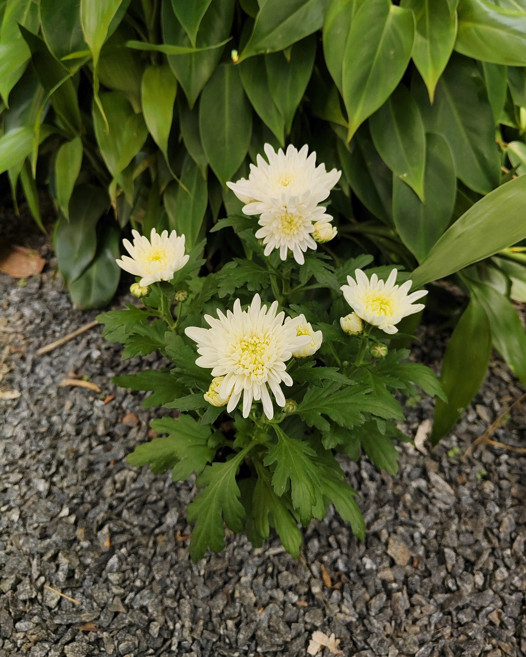 Chrysanthemum |Jamanthi White
