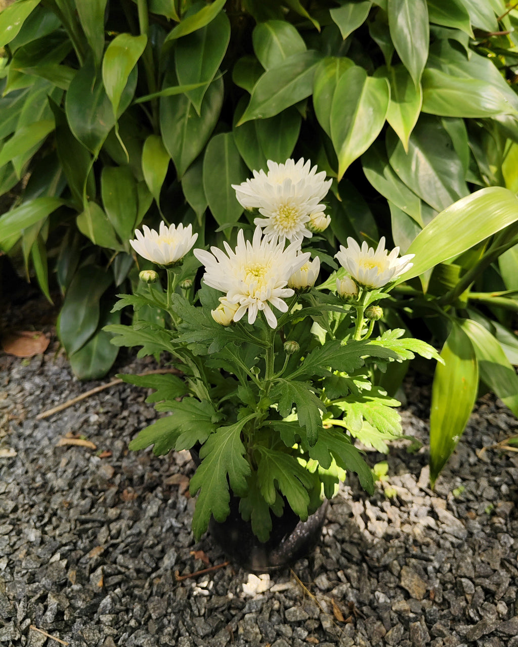 Chrysanthemum |Jamanthi White