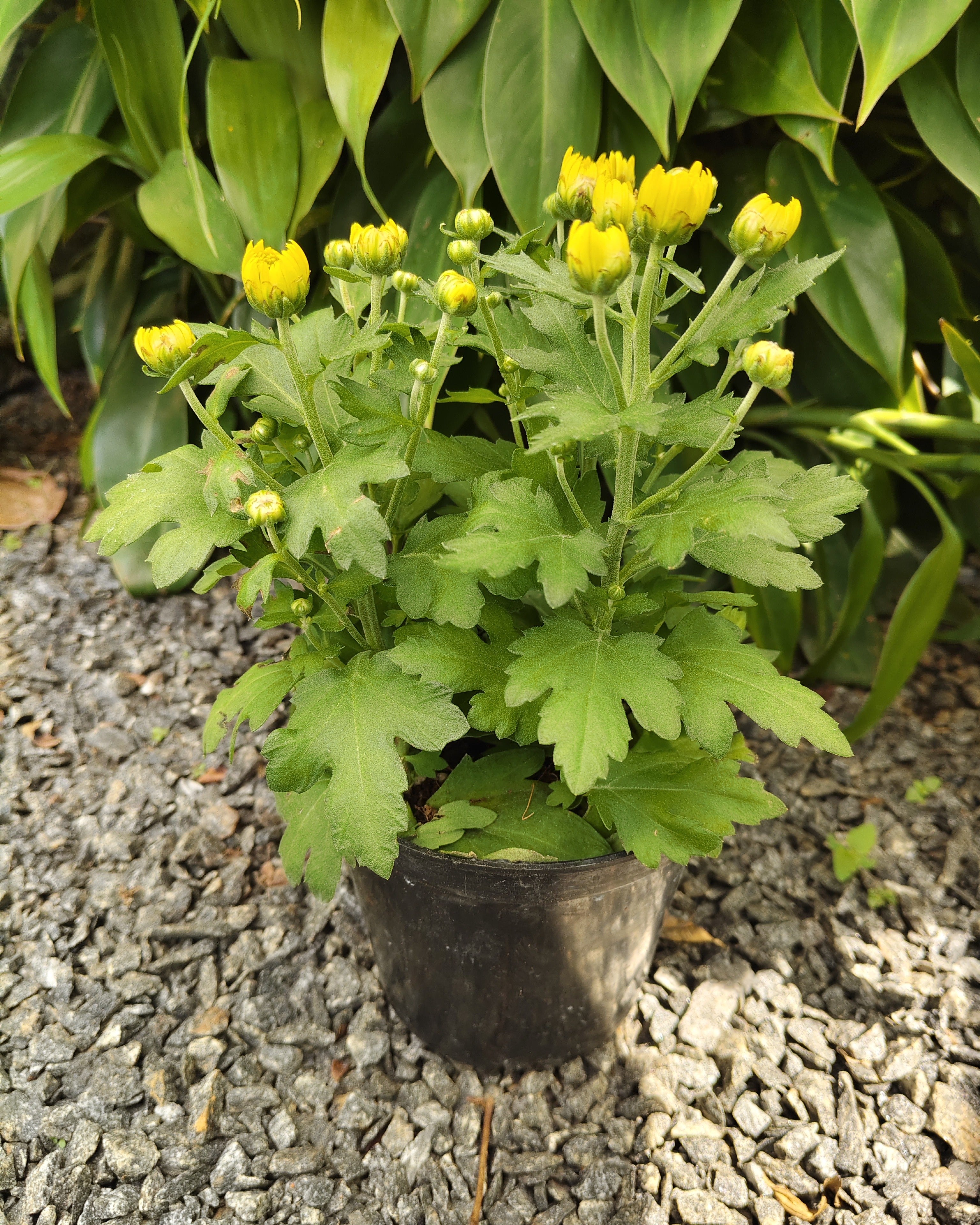 Chrysanthemum |Jamanthi Yellow