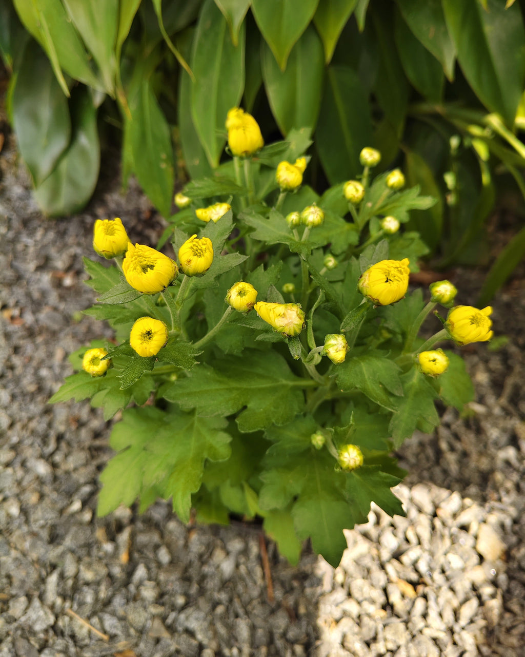 Chrysanthemum |Jamanthi Yellow