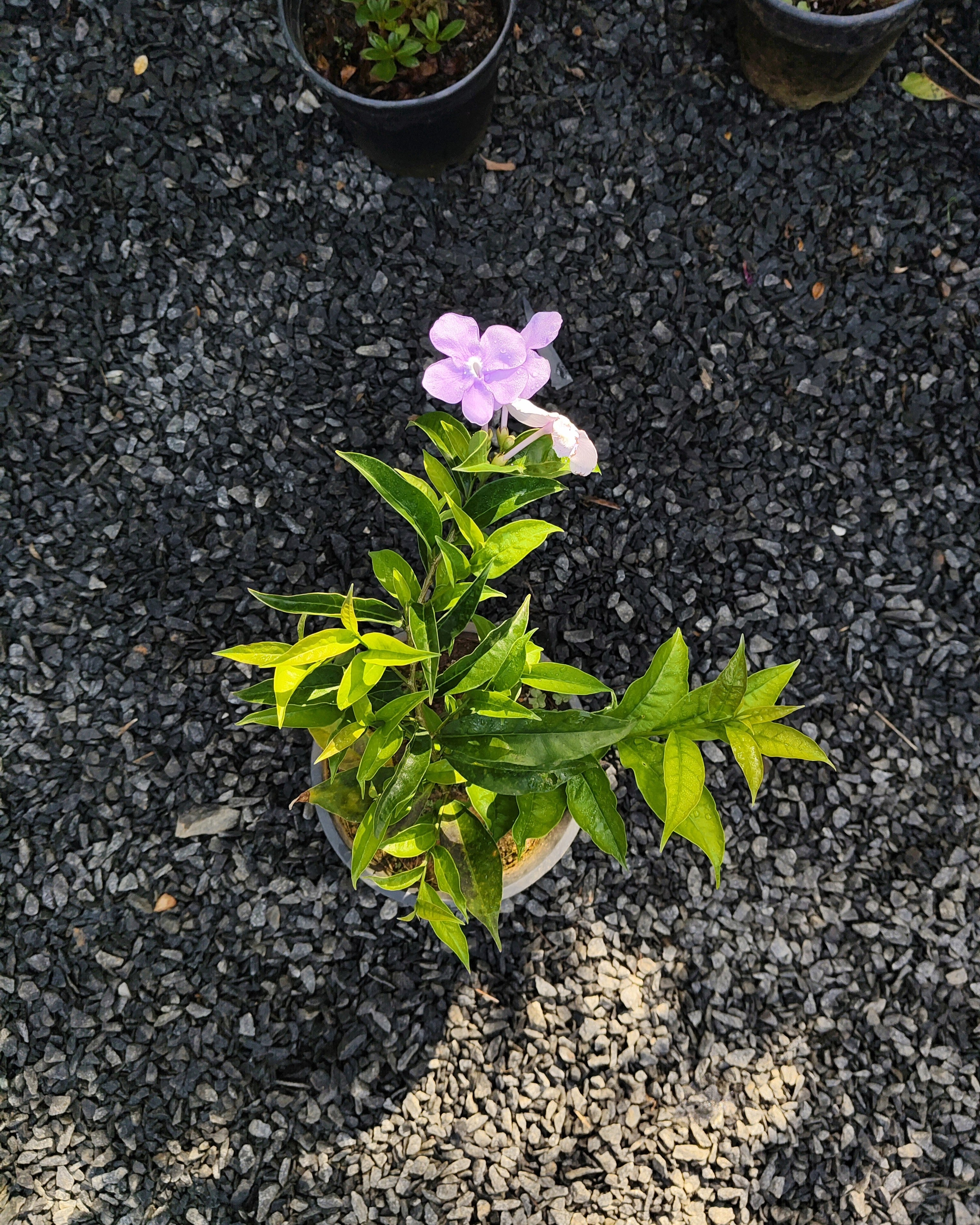 Yesterday Today Tomorrow Plant (Brunfelsia)