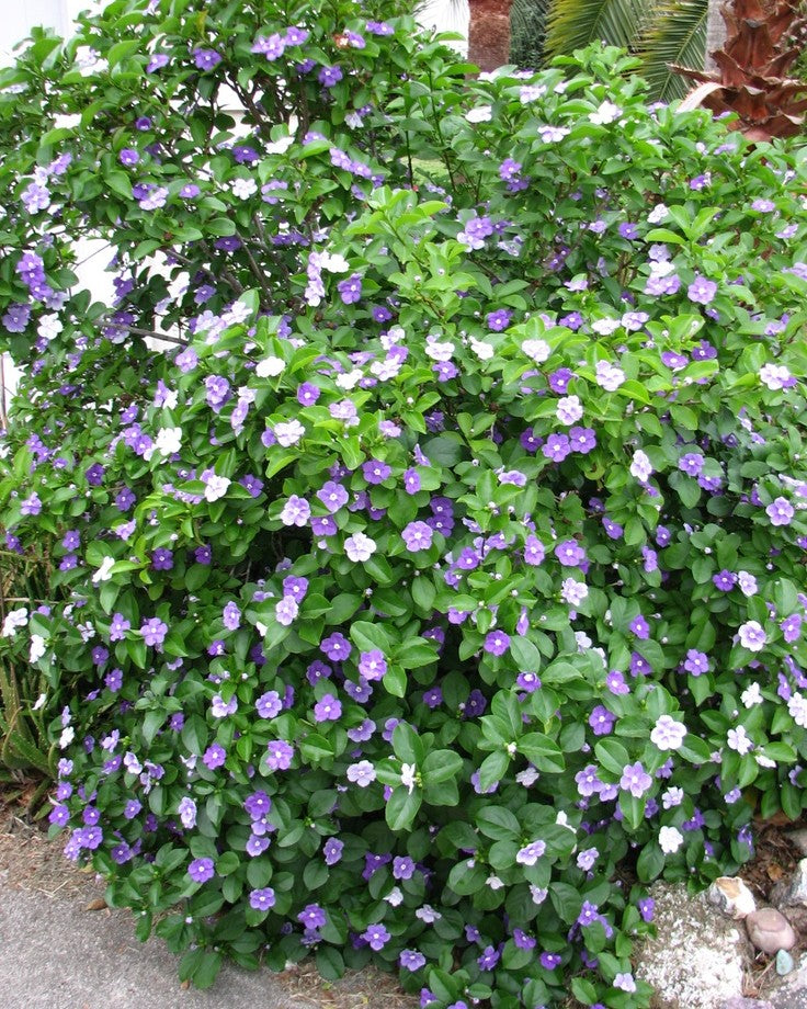 Yesterday Today Tomorrow Plant (Brunfelsia)