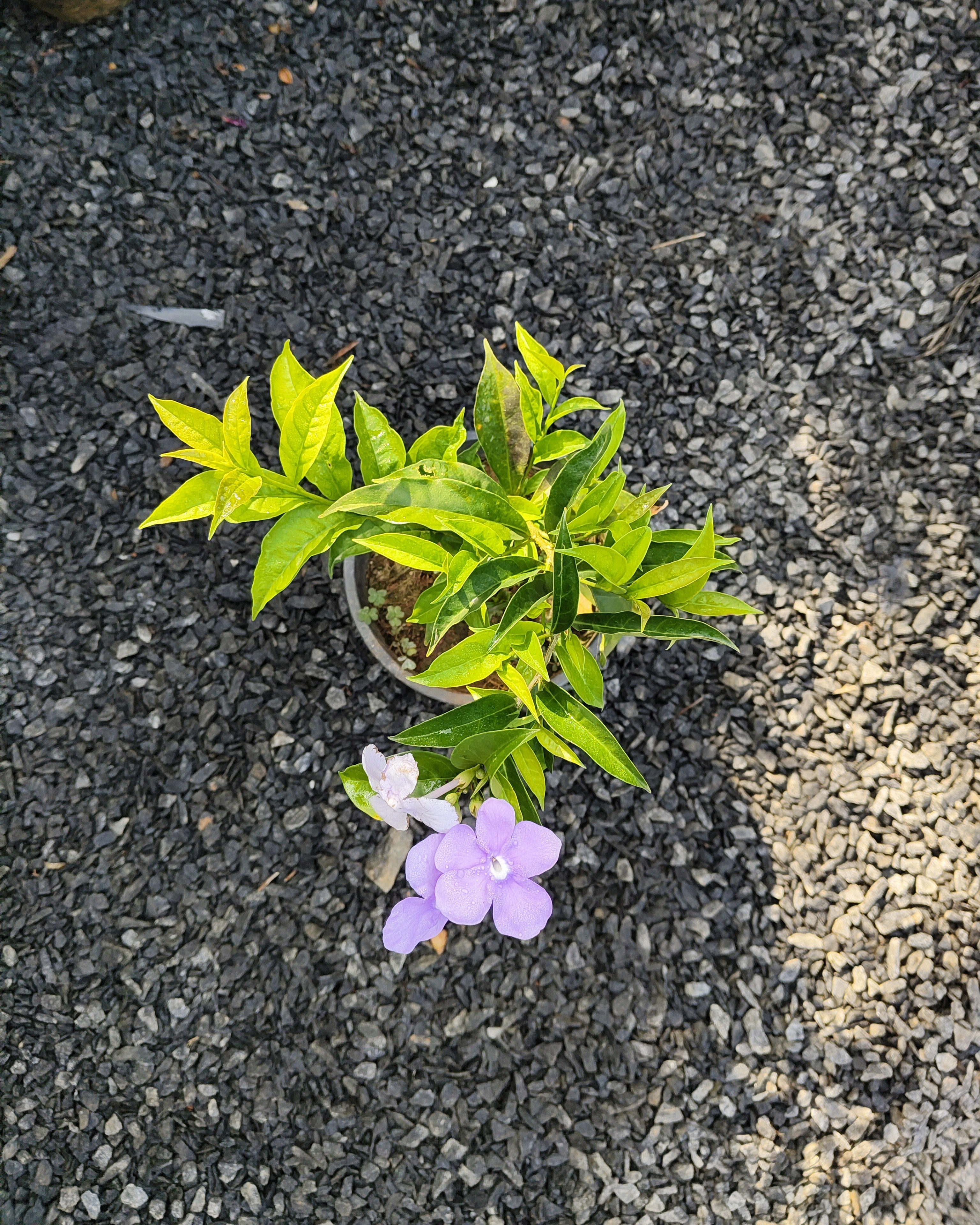 Yesterday Today Tomorrow Plant (Brunfelsia)