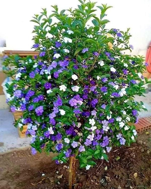 Yesterday Today Tomorrow Plant (Brunfelsia)