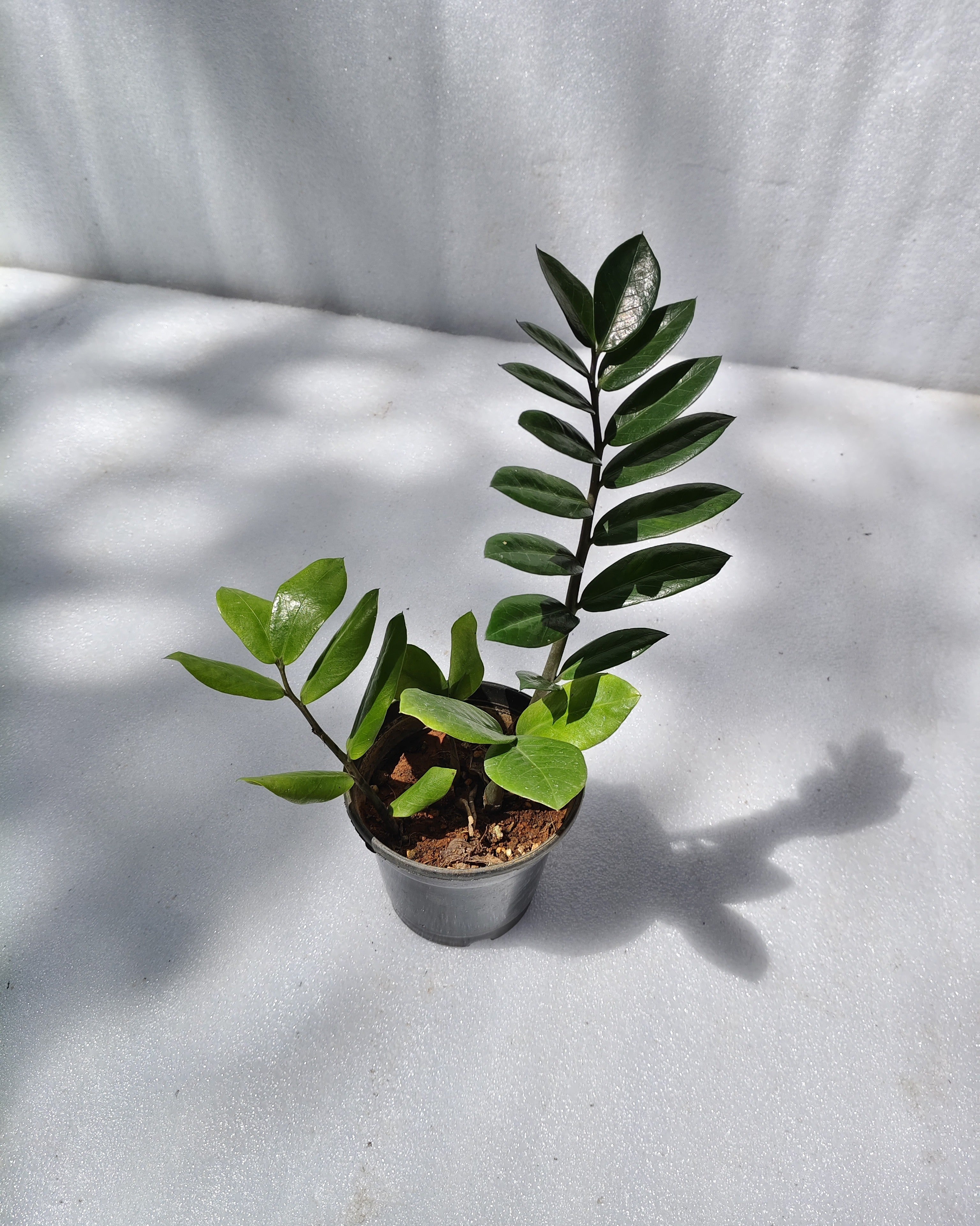 ZZ Green Plant